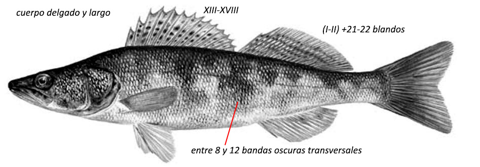 Sander lucioperca_01.jpg